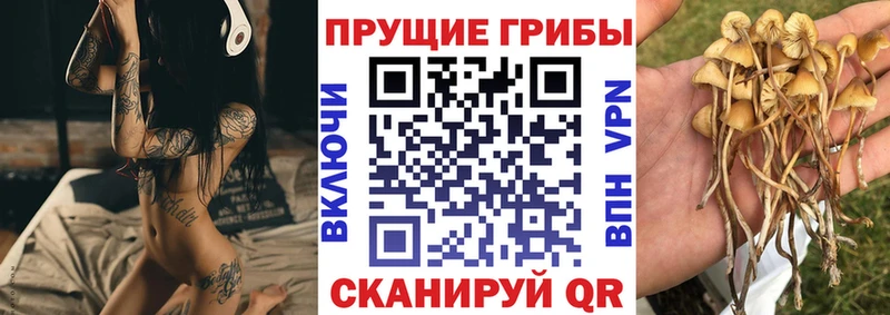 Галлюциногенные грибы Psilocybe Кологрив